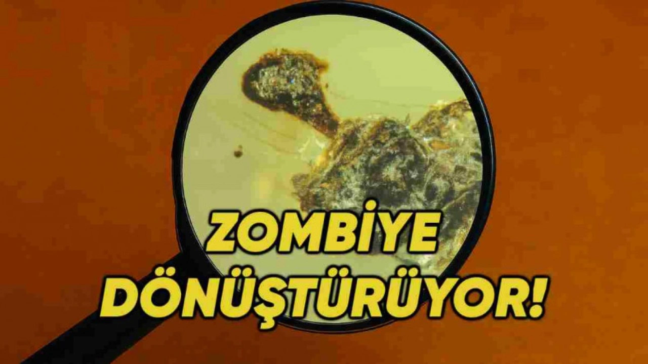 99 Milyon Yıllık Zombi Mantar Fosili Ortaya Çıktı
