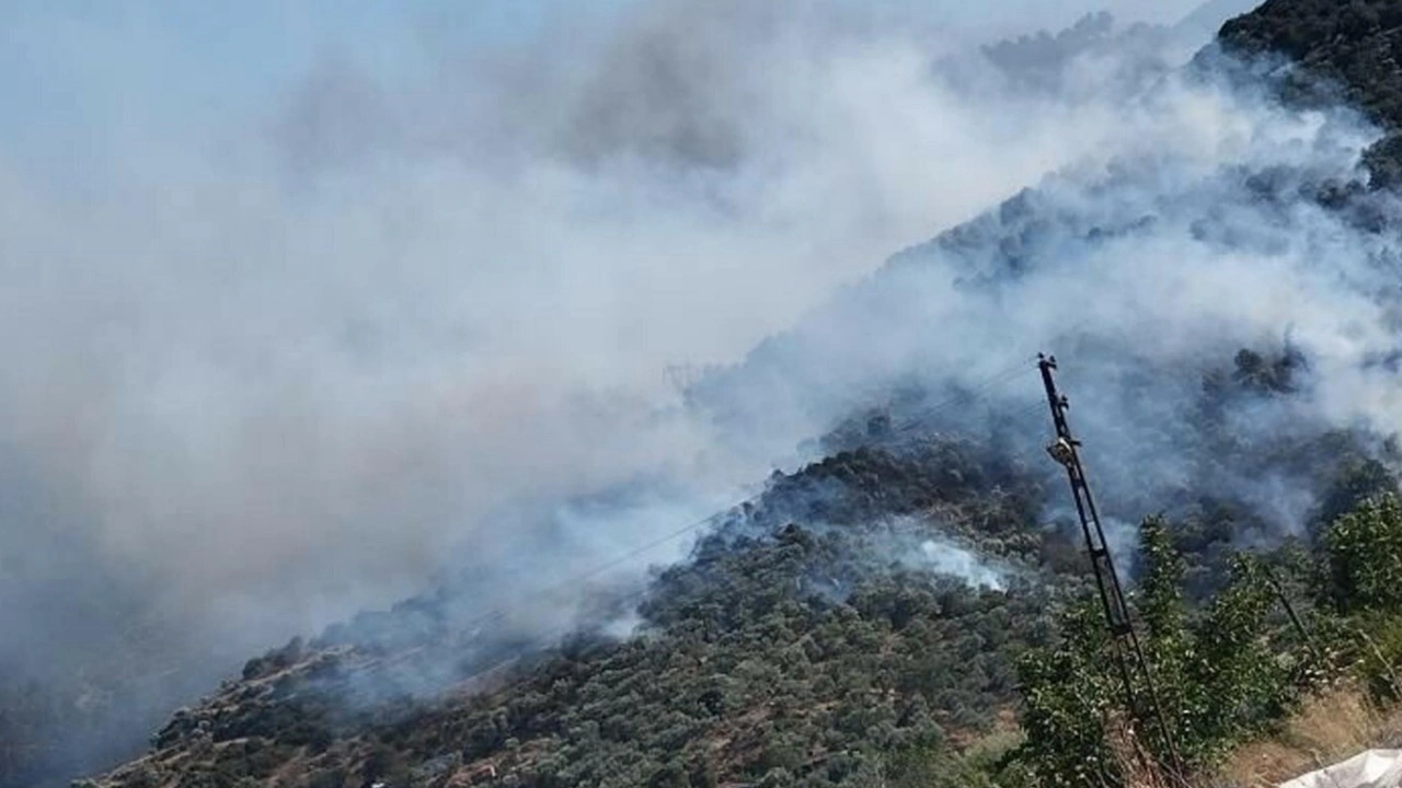 Aydın'daki orman yangını kontrol altında