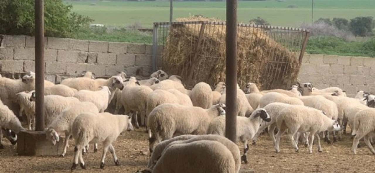 DÜÇ'ten kasaplık hayvan satışı
