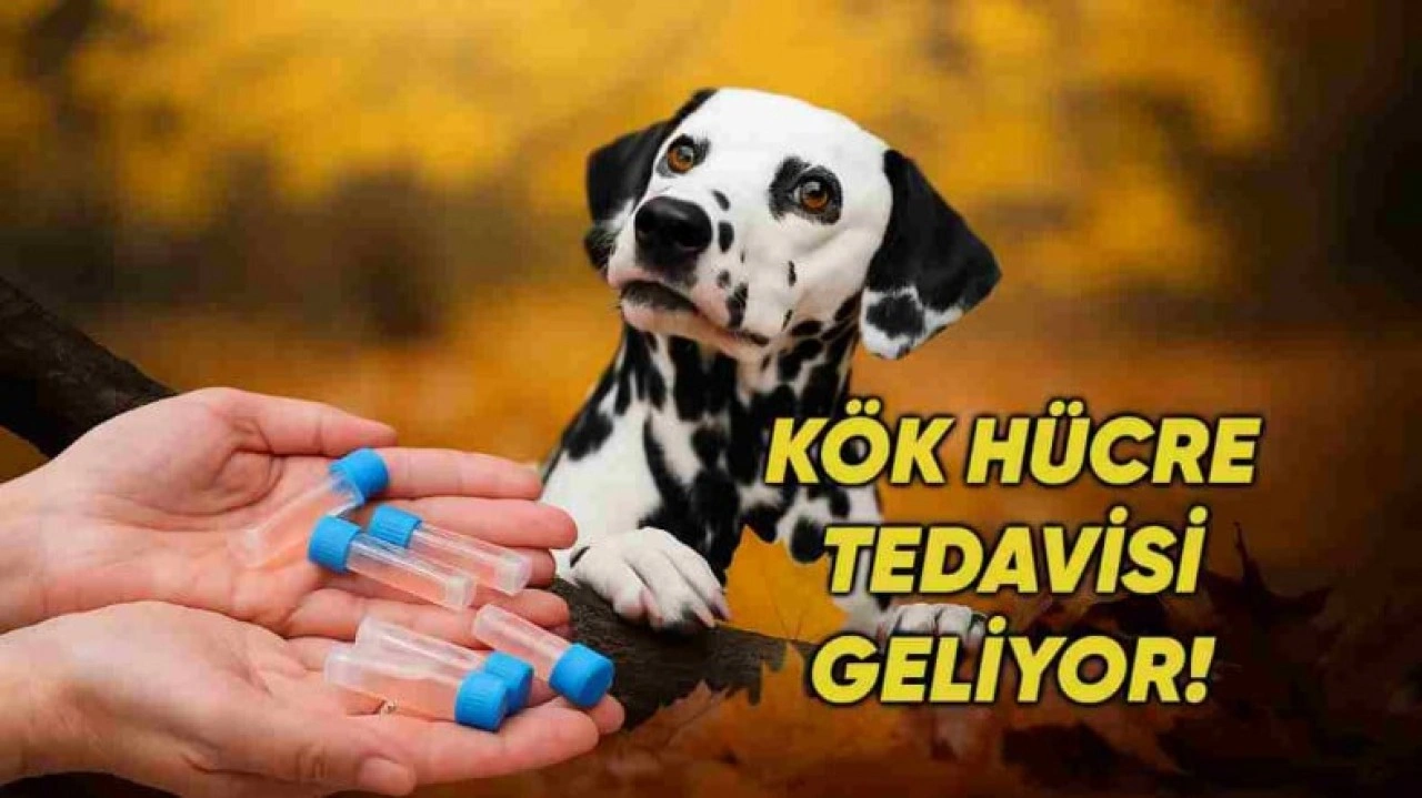 Evcil Hayvanlar İçin Kök Hücre Tedavisi Yolda