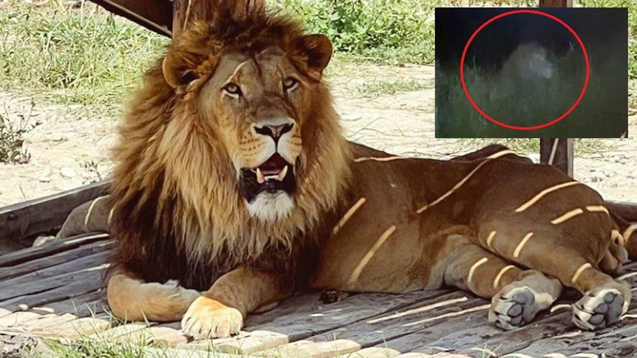 Hayvan parkından kaçan aslan aranıyor! Saldırdığı kişi yaralandı
