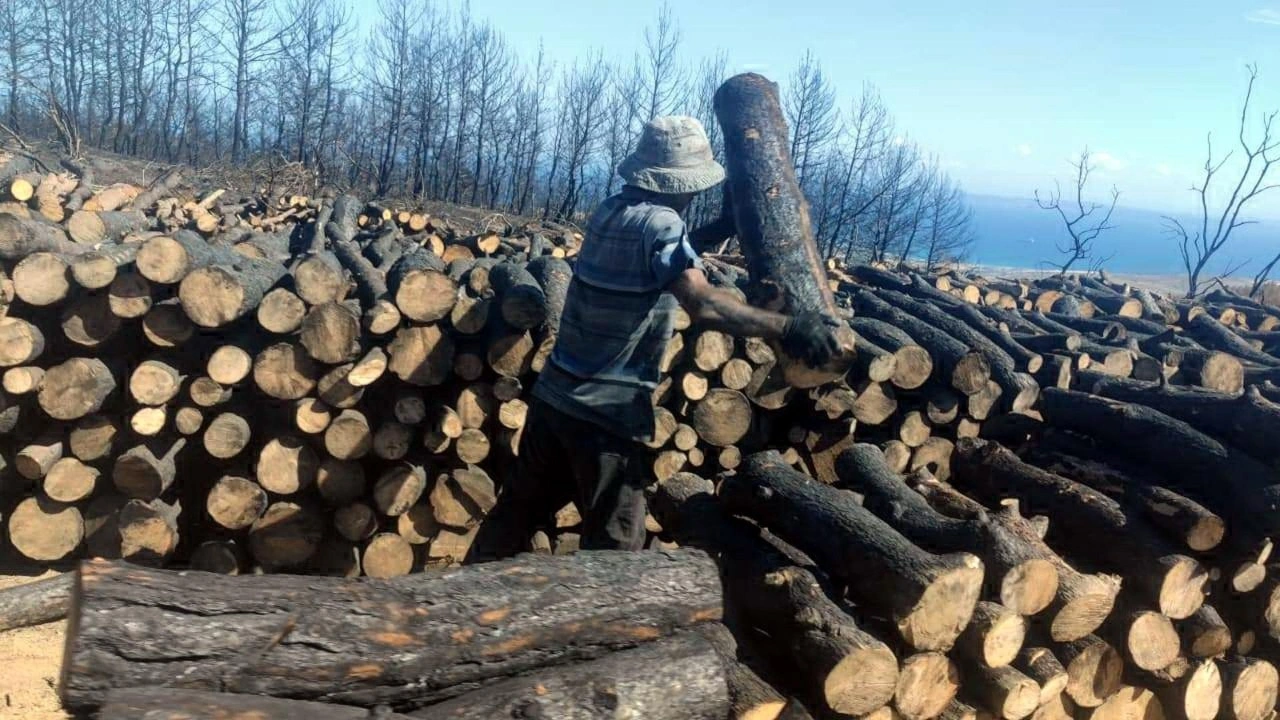 Tekirdağ'da yanan orman temizleniyor, kesilen ağaçlar istifleniyor