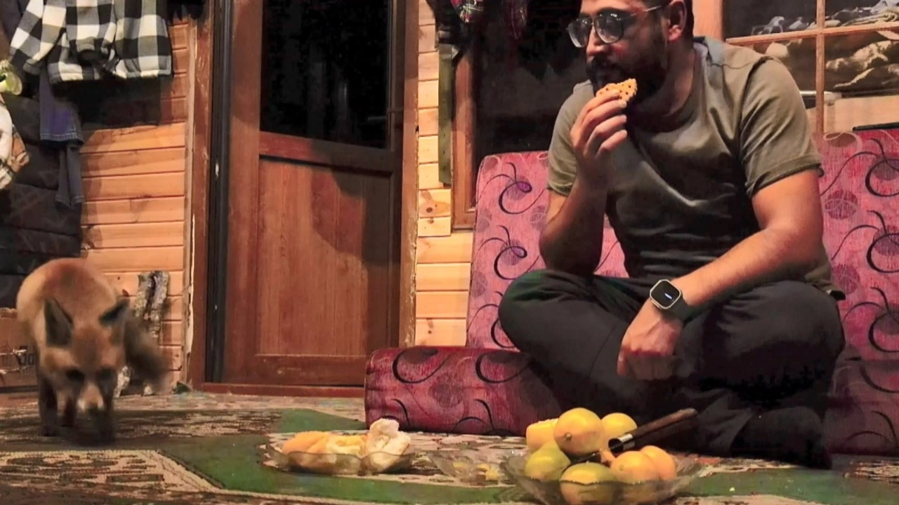 ‘Tilko’ ismini verdiği tilkiyi elleriyle besliyor