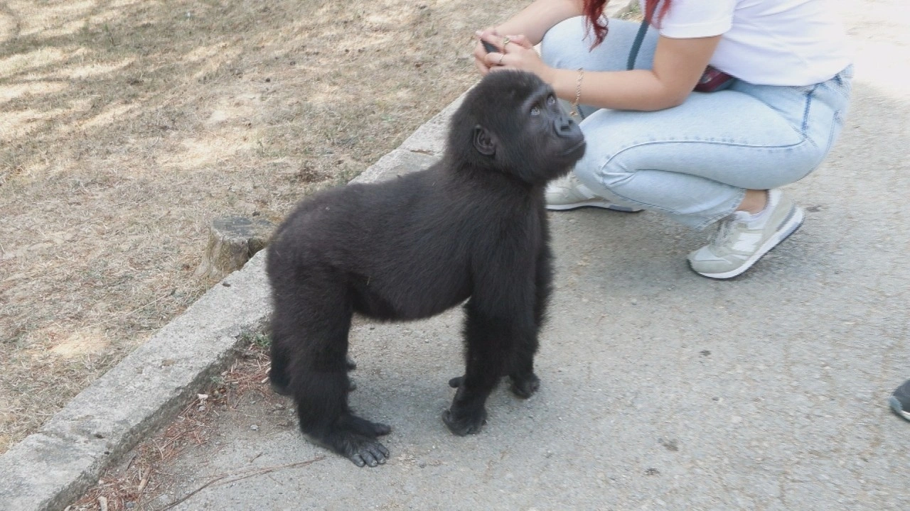 Yavru goril 'Zeytin' Nijerya yolcusu
