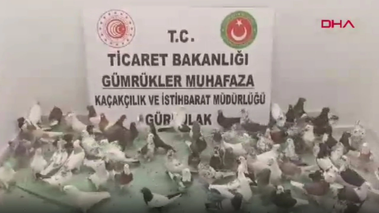 Yurda kaçak sokulan 85 'Cancan' güvercini ele geçirildi