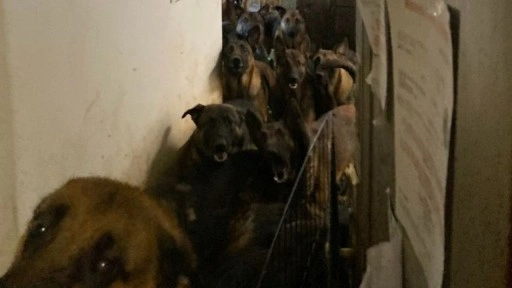 ABD’de tahliye edilen bir apartman dairesinde 48 köpek bulundu