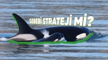 Balinalar Neden Menopoza Giriyor?