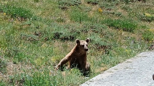 Bitlis Valiliği'nden Nemrut'a giden vatandaşlara 'bozayı' uyarısı
