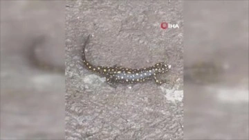 Bitlis’te nesli tehdit altında olan Anadolu benekli semenderi görüntülendi