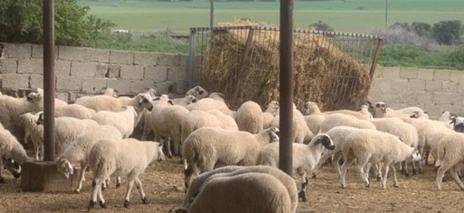 DÜÇ'ten kasaplık hayvan satışı