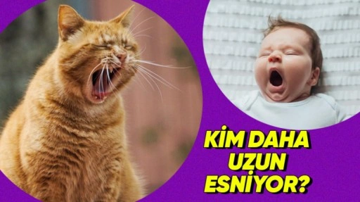 Esneme Süresi ve Beyin Büyüklüğü Arasındaki İlginç İlişki