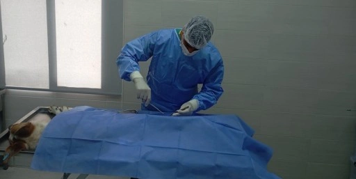 Girne Belediyesi bininci sokak köpeğini kısırlaştırdı