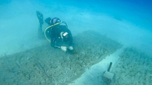 Göcek’te iki bin yaşında deniz çayırı keşfedildi