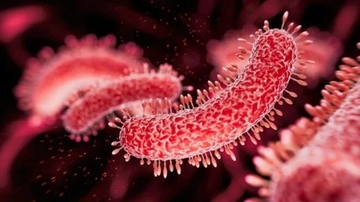 Halk Sağlığı Genel Müdürlüğü: "Ülkemizde Vibrio kaynaklı herhangi bir vaka yok"
