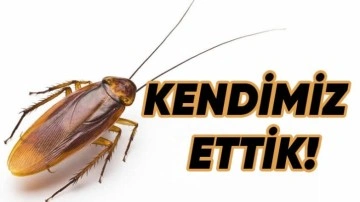 Hamam Böceklerinin Nasıl Tüm Dünyaya Yayıldıkları Bulundu