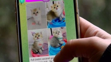 Hayvan satışı vitrinde yasaklandı, internete düştü! 17 bin liradan satılıyor