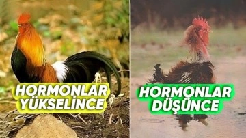 Hormonlar Satın Alma Davranışlarımızı Nasıl Etkiliyor?