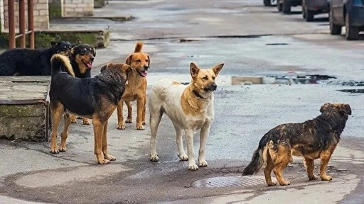 İstanbul Valiliği'nden sokak köpekleriyle ilgili yeni genelge
