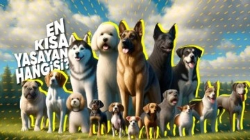 Köpek Cinsleri, Ne Kadar Yaşayacaklarına Dair İpucu Veriyor