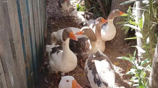 Kümese kapatılan kazlara şartlı tahliye