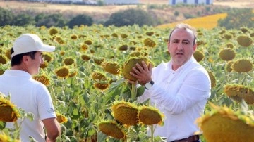 Kuraklığa dayanıklı yerli ve milli ayçiçeği tohumu 300 bin dekara ekildi