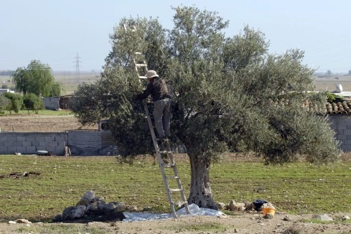 Lefke’de erkenci zeytin hasadı ile harup hasadı 25 Ağustos’ta, yerli zeytin hasadı ise 8 Eylül’de