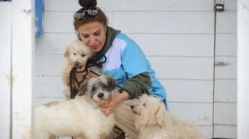 Merdiven altı üretilen canları acı çekiyor! 30 cins köpek bakımsızlıktan hastalanmış