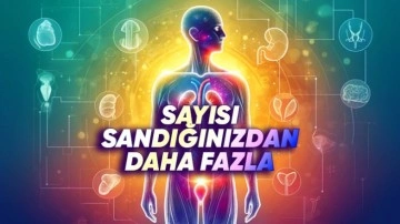 Onlar Olmadan da Yaşayabileceğimiz Organlarımız Hangileri?