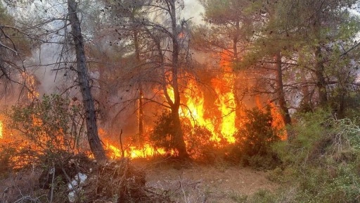 Orman yakan 2 kardeşe 4 milyon 600 TL para cezası