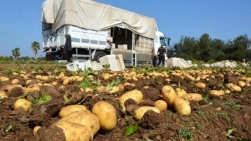 Patates depoda 4, markette 20 lira!