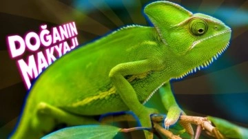 Renk Değiştiren Hayvan, Hangi Renk Olacağını Nasıl Biliyor?