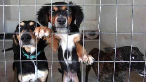 Sahiplendiği 2 köpeği sokağa terk eden kadına 172 bin 716 TL ceza