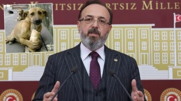 Sahipsiz hayvanlarla ilgili karar, 5 yılda nasıl değişti?
