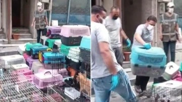 Şişli'de 85 kediyi alıkoyan kadına 613 bin lira para cezası