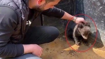 Sokakta buldukları yavru ayıyı besleyip ormana saldılar