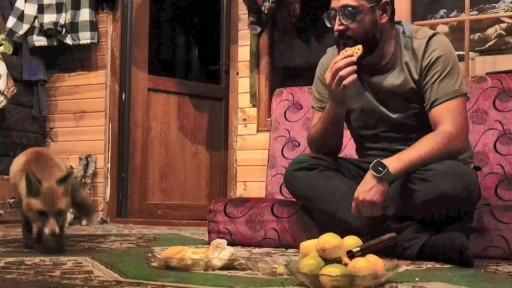 ‘Tilko’ ismini verdiği tilkiyi elleriyle besliyor