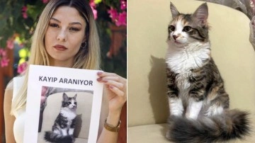 Uçakta kaybolan kedisi Mila'yı sokak sokak arıyor
