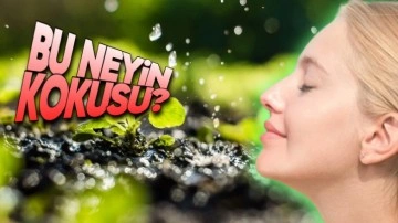 Yağmurdan Sonraki ‘Toprak Kokusu’ Aslında Başka Bir Şeye Ait