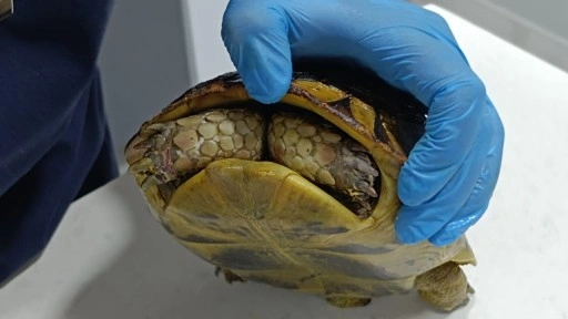 Yangında kurtarılan kaplumbağa, travma nedeniyle kafasını kabuğundan çıkarmıyor