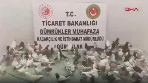 Yurda kaçak sokulan 85 'Cancan' güvercini ele geçirildi